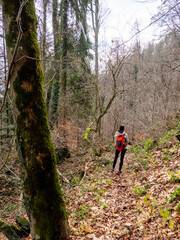 Naklejka premium Hiker with Red Backpack Walking on a Leaf-Covered Mossy Trail in a Swiss Forest