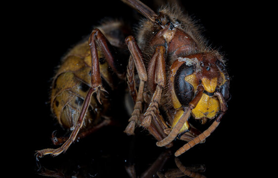 Close-up portrait of a European hornet (Vespa crabro) - high-detail focus-stacked insect on black background