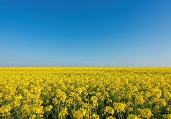 Obraz premium A vibrant and expansive landscape featuring blooming bright yellow rapeseed flowers stretching toward the horizon under a clear blue sky, beauty, cultivation, ecology