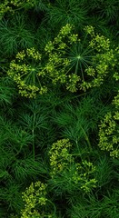 Obraz premium Fresh, vibrant green dill fronds and delicate blossoms create a dense, natural organic texture. Ideal backdrop for cooking themes and recipes, culinary, leaf, pattern