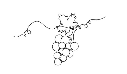 Continuous line drawing of grapes and vine isolated on white background © pew