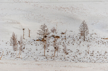 Laublose Baumgruppe in menschenleerer, verschneiter, mongolischer Winterlandschaft
