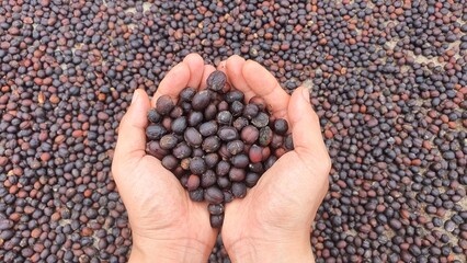 Raw Dried Coffee Beans Held in Hands on Drying Ground
