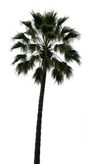 Fototapeta premium Tropical palm tree silhouette cut out against a pure white studio background, emphasizing vacation, summer, and clean design ,plant ,silhouette ,clipping path