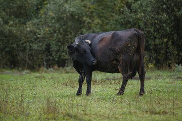 Black cow standing in rural green pasture
