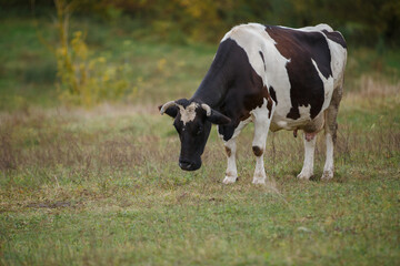 Dairy cow grazing grass in pasture field