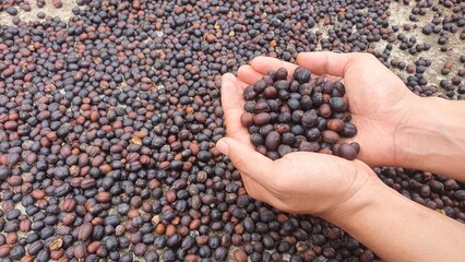 Traditional Coffee Bean Drying Process with Hands Holding Raw Beans