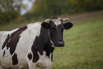 Holstein cow looking at camera in green field