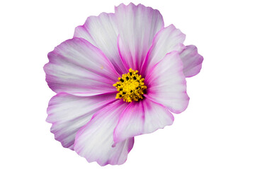 Close view of a flower with pink and white petals showing multiple yellow stamens in a bright light 