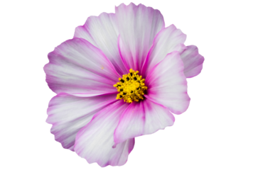 Close view of a flower with pink and white petals showing multiple yellow stamens in a bright light 