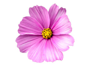 Close view of a flower with pink and white petals showing multiple yellow stamens in a bright light 