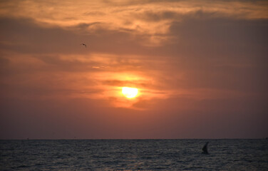 Obraz premium Golden sun rises over the calm sea. The light glow is orange. There is a silhouette of a bird in the middle of the sky 