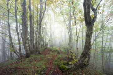 Fototapeta premium A professional wide-angle landscape photograph of a misty beech forest. Features vibrant moss, fallen autumn leaves, and a natural trail leading into a soft, diffused white fog with ethereal lightin 