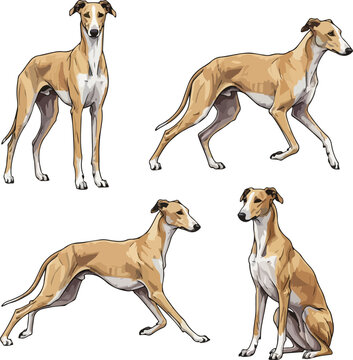 Four Azawakh Dog Poses Vector Illustration