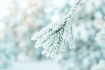Frozen pine branch covered in winter hoarfrost