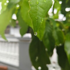 Close up of water droplet on a green leaf after rain.