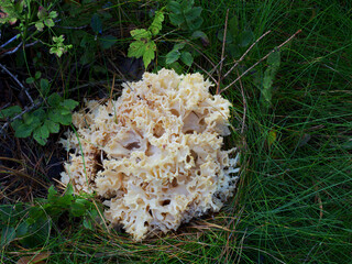 The delicious edible forest mushroom is the curly cep (Sparassis crispa). Its appearance resembles a sea sponge, a brain or a head of cauliflower.