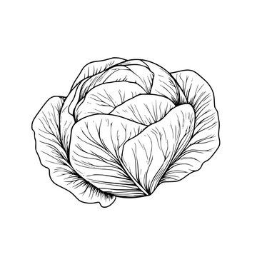 Elegant Cabbage Line Art: Minimalist Masterpiece | Clean, isolated vector art for creative projects.