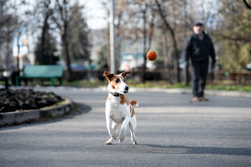 A man trains a smooth fox terrier by throwing a ball.  Dog training concept