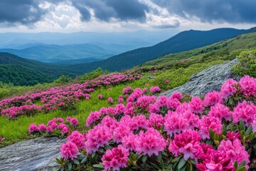 Fototapeta premium A picturesque landscape of vibrant pink rhododendron flowers blooming amidst a rocky terrain, with a majestic mountain range in the distance under a partly cloudy sky.