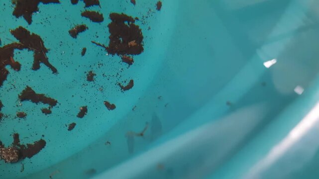 Mosquito Larvae Wrigglers Swimming in Clear Water Close Up