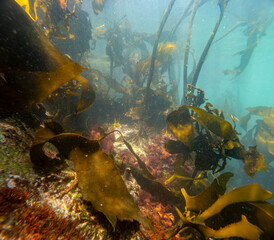 Vibrant underwater kelp forest in the Atlantic Ocean at Hermanus, Whale Coast, Overberg, Western Cape, South Africa. Seaweed swaying for scuba diving, marine adventure and ocean travel stock photos.