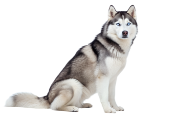 Siberian husky dog with blue eyes sitting and looking at the camera. Realistic portrait of a husky isolated on transparent background. Ideal for winter themes, pet brands, and animal advertising.