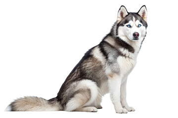 Obraz premium Siberian husky dog with blue eyes sitting and looking at the camera. Realistic portrait of a husky isolated on transparent background. Ideal for winter themes, pet brands, and animal advertising.