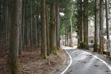 Curved Road Through a Quiet Forest with No People