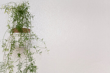 potted cascading plant hanging against soft white wall, minimalistic look. basket planter with trailing greenery. clean background emphasizes organic textures, fresh visual aesthetic. asparagus plant