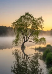 Papier peint photo  Peaceful willow tree drapes over silent lake water, shrouded in thick, cool morning mist as the sun rises slowly at dawn, serene, dawn, scenic  © dadtophoto