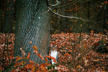 Fototapeta premium A cat under a tree during autumn.