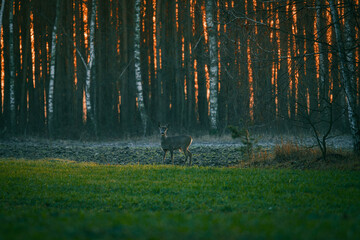 Roe deer against the forest background. © Tomasz