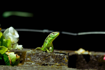 Sand lizard on a stone. © Tomasz