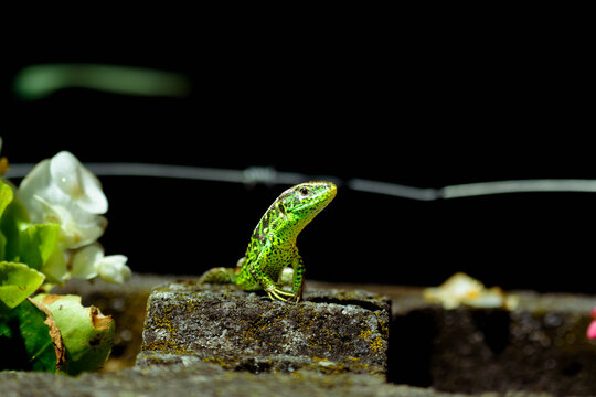 Sand lizard on a stone.
