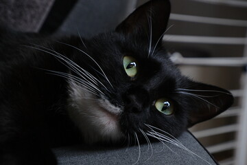 Black cat portrait with green eyes resting indoors