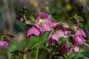 Obraz premium Helleborus purpurascens pink purple early spring flowering plant, beautiful flowers in bloom with green leaves