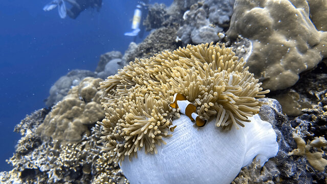 Buceo en Filipinas 2025