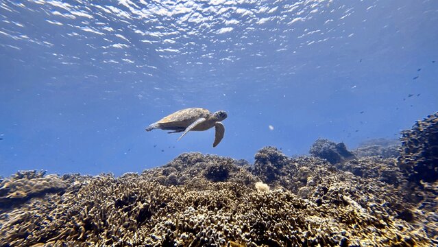Buceo en Filipinas 2025
