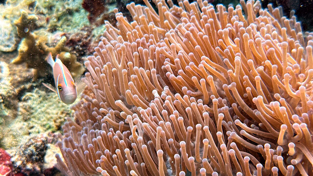 Buceo en Filipinas 2025