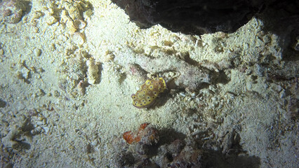 Buceo en Filipinas 2025