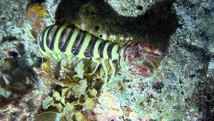 Buceo, filipinas, cebu, moalboal, peces, sardinas, tortugas, nudibranquios, pez, payaso, morena, oceano, viajes, travel, leisures, fotosub, subacuatico, mar, azul