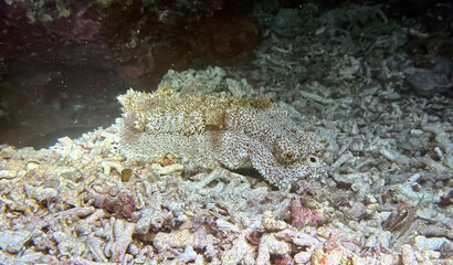 Buceo, filipinas, cebu, moalboal, peces, sardinas, tortugas, nudibranquios, pez, payaso, morena, oceano, viajes, travel, leisures, fotosub, subacuatico, mar, azul