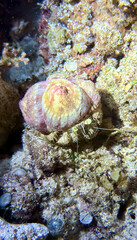 Buceo en Filipinas 2025