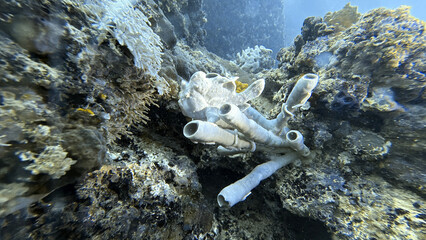 Buceo, filipinas, cebu, moalboal, peces, sardinas, tortugas, nudibranquios, pez, payaso, morena, oceano, viajes, travel, leisures, fotosub, subacuatico, mar, azul