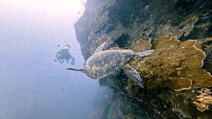 Buceo, filipinas, cebu, moalboal, peces, sardinas, tortugas, nudibranquios, pez, payaso, morena, oceano, viajes, travel, leisures, fotosub, subacuatico, mar, azul