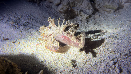 Buceo, filipinas, cebu, moalboal, peces, sardinas, tortugas, nudibranquios, pez, payaso, morena, oceano, viajes, travel, leisures, fotosub, subacuatico, mar, azul