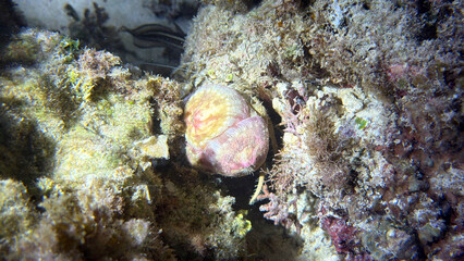 Buceo, filipinas, cebu, moalboal, peces, sardinas, tortugas, nudibranquios, pez, payaso, morena, oceano, viajes, travel, leisures, fotosub, subacuatico, mar, azul