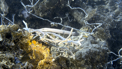 Buceo, filipinas, cebu, moalboal, peces, sardinas, tortugas, nudibranquios, pez, payaso, morena, oceano, viajes, travel, leisures, fotosub, subacuatico, mar, azul