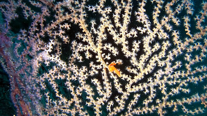 Buceo, filipinas, cebu, moalboal, peces, sardinas, tortugas, nudibranquios, pez, payaso, morena, oceano, viajes, travel, leisures, fotosub, subacuatico, mar, azul